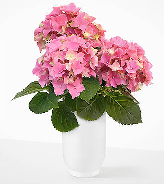 Daydream Pink Hydrangea - FedEx - P-FC7