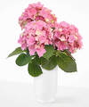 Image of Standard version for Daydream Pink Hydrangea - FedEx