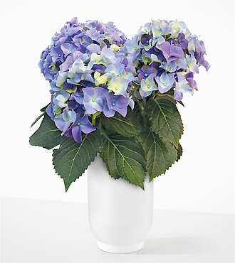 Cloudbreak Blue Hydrangea - FedEx - P-FD2
