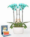 Image of Standard version for Turquoise Birthday Orchid Garden - Orchid Garden with Pick and Card - FedEx