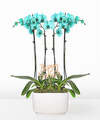 Image of Standard version for Turquoise Birthday Orchid Garden - Orchid Garden with Pick - FedEx