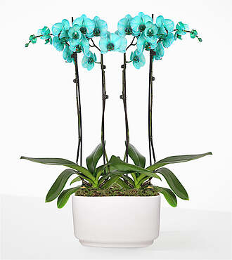 Tuquoise Oasis Orchid Garden - FedEx - P-FD3