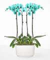 Image of Standard version for Tuquoise Oasis Orchid Garden - FedEx