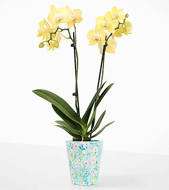 Happy Petal Yellow Mini Orchid - FedEx - P-FD4