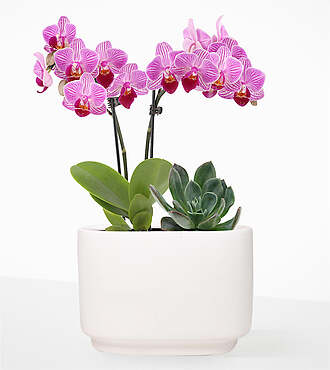 Blushing Pink Orchid and Succulent Duo - FedEx - P-FD5