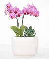 Image of Standard version for Blushing Pink Orchid and Succulent Duo - FedEx