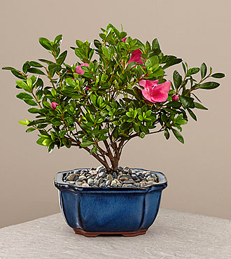 Blooming Azalea Bonsai - 8 inches - FedEx - P119