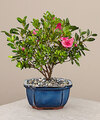 Image of Standard version for Blooming Azalea Bonsai - 8 inches - FedEx