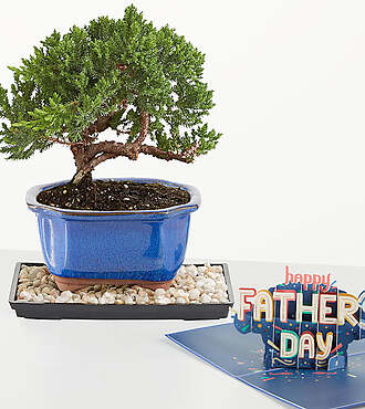 Juniper Bonsai Tree and Lovepop Pop - Up Card - FedEx