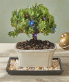 Image of Standard version for Christmas Bonsai Tree - FedEx