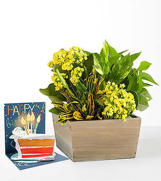 Sunshine & Joy Garden & Birthday Pop Up Card - FedEx - P1490BDC