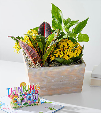 Sunshine and Joy Garden and Thinking of you Lovepop Pop - Up Card - FedEx