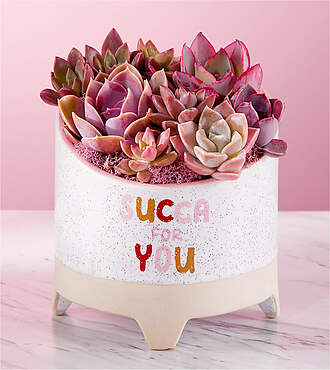 Succa For You Succulent Garden - FedEx