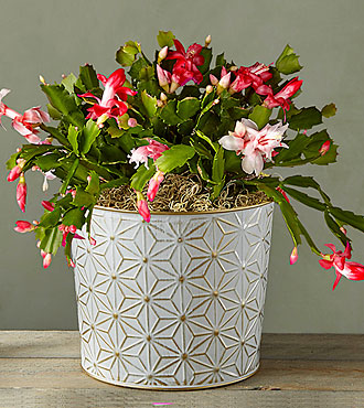 Red and White Bi - Color Christmas Cactus - FedEx