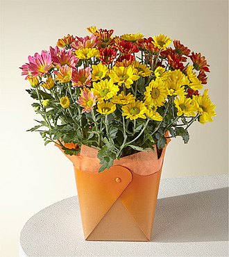 Tri - color Mum Plant - FedEx
