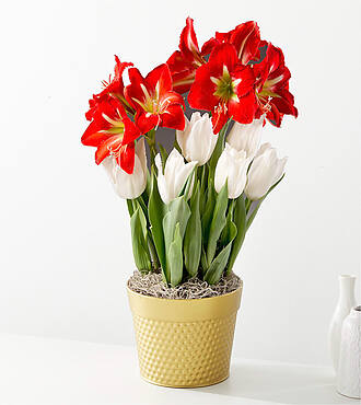 Christmas Star Amaryllis and Tulip Bulb Garden - FedEx