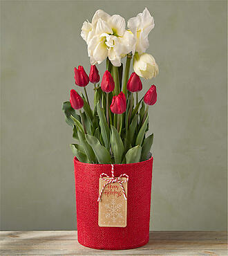 Happy Holidays Amaryllis and Tulip Bulb Garden - FedEx