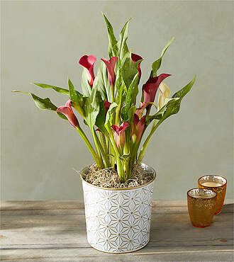Red Calla Lily - FedEx