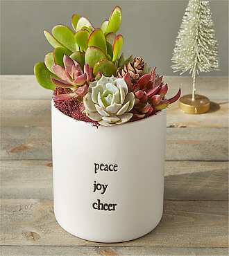 Holiday Cheer Succulent Garden - FedEx