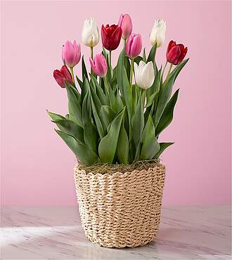 Shades of Love Tulip Bulb Garden - FedEx