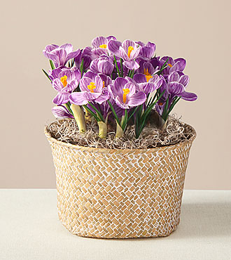 Purple Bulb Garden - FedEx