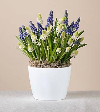 Blue and White Muscari Garden - FedEx