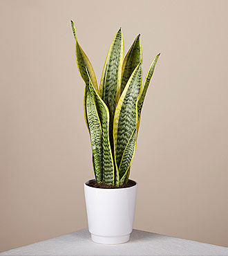 Snake Plant - FedEx