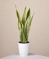 Image of Standard version for Snake Plant - FedEx