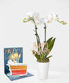Image of Standard version for Birthday Bliss White Orchid - White Orchid with Pick and Card - FedEx