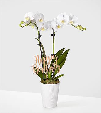 Birthday Bliss White Orchid - White Orchid with Pick - FedEx - P2162HBP