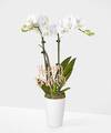Image of Standard version for Birthday Bliss White Orchid - White Orchid with Pick - FedEx