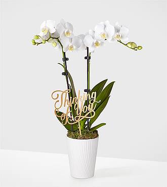 Thinking of you White Orchid - White Orchid with Pick - FedEx - P2162TYP