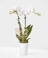 Image of Standard version for Thinking of you White Orchid - White Orchid with Pick - FedEx