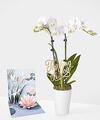 Image of Standard version for Thinking of you White Orchid - White Orchid with Pick and Card - FedEx