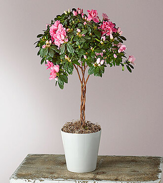 Bright Azalea Topiary - FedEx