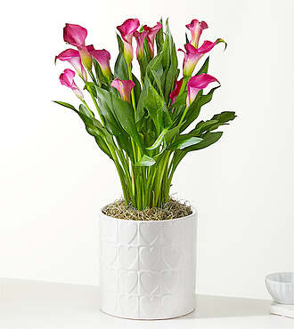 Be Mine Pink Calla Lily Plant - FedEx