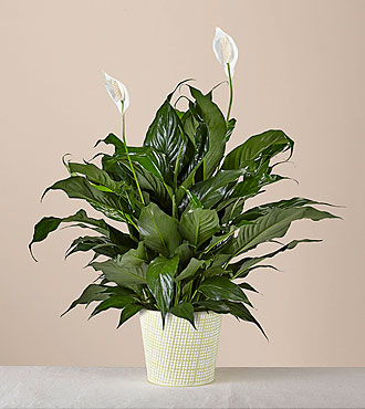 Peace Lily Plant - FedEx