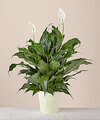 Image of Standard version for Peace Lily Plant - FedEx