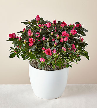 Bold and Bursting Pink Azalea Plant - FedEx