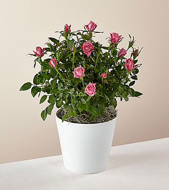 Think Pink Rose Plant - FedEx