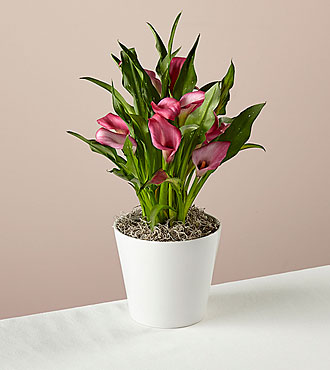 Bold Pink Calla Lily Plant - FedEx