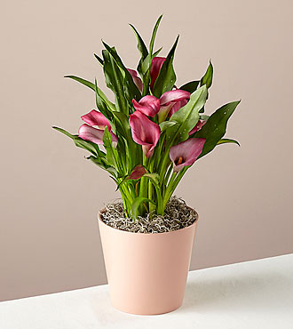 Fresco Pink Calla Lily Plant - FedEx