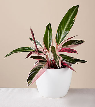 Calathea Stromanthe Tricolor - FedEx
