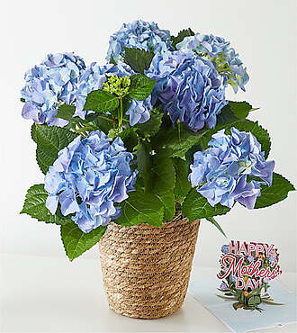 Blue Hydrangea Plant and Lovepop Pop - Up Card - FedEx