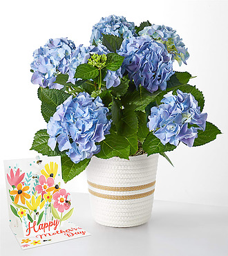 Beyond Blue Hydrangea and Mother's Day Pop Up Card - FedEx - P2211MDC