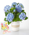 Image of Standard version for Beyond Blue Hydrangea and Mother's Day Pop Up Card - FedEx