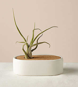 Free Spirit Air Plant - FedEx