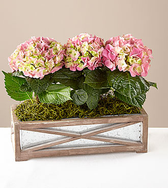 Pink Hydrangea Garden Trio - FedEx