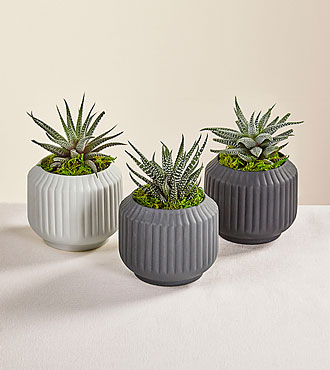 Contemporary Succulent Trio - FedEx