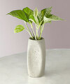 Image of Standard version for Golden Pothos - FedEx
